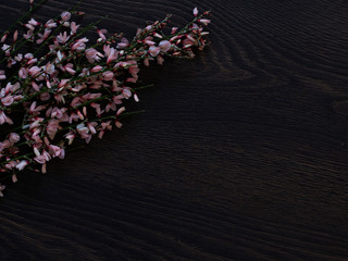 Spring flowers on dark wooden background, top view, border 8 march mother's day woman's day greeting card with copyspace
