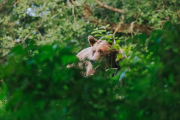 Carpathian brown bear in the wilderness