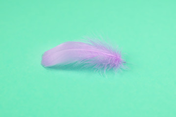 Colorful feather background, top view.