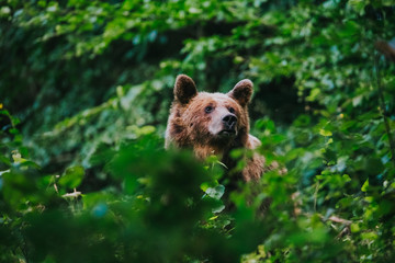 Carpathian brown bear in the wilderness