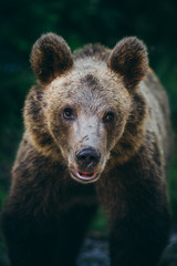 Fototapeta premium Carpathian brown bear in the wilderness