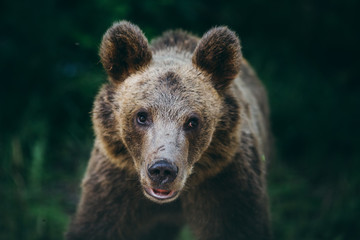 Fototapeta premium Carpathian brown bear in the wilderness