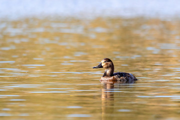 female of wild bird duck mallard, anas platyrhynchos, swim in morning light on spring pond. Czech Republic, Europe wildlife