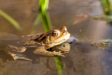 Common toad or European-toad, Bufo bufo in natural environment, floating on spring pond, showing his orange eyes - Czech Republic, Europe wildlife
