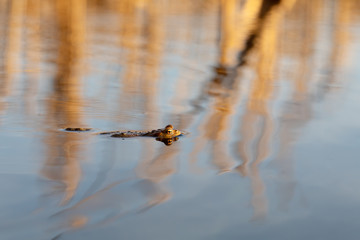 Common toad or European-toad, Bufo bufo in natural environment, floating on spring pond, showing his orange eyes - Czech Republic, Europe wildlife