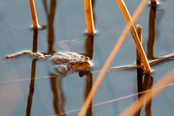 Common toad or European-toad, Bufo bufo in natural environment, floating on spring pond, showing his orange eyes - Czech Republic, Europe wildlife