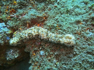 The amazing and mysterious underwater world of Indonesia, North Sulawesi, Manado, sea cucumber