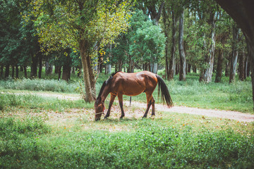 The Horse