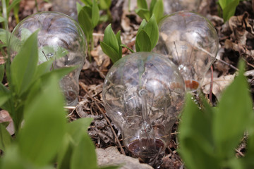 Incandescent lamp in wood on the leaves