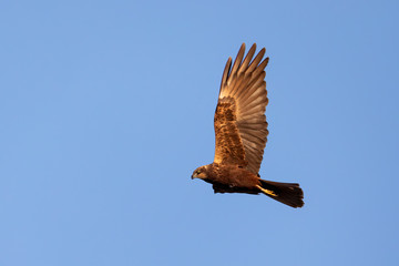 Marsh Harrier, Circus aeruginosus, Birds of prey landing on the blue sky. Czech Republic, Europe Wildlife