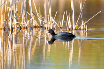 water bird Eurasian coot, Fulica atra hiding in reeds on pond. Czech Republic, Europe Wildlife