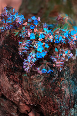 Beautiful multi-colored flowers are collected in a bouquet, are on a stump in the forest. Beautiful vibrant background, Corydalis flowers and Lungwort flowers