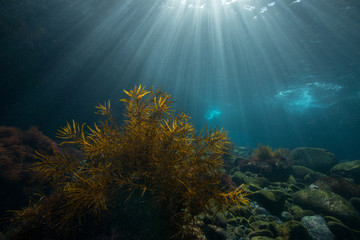 光差し込む海と海藻
