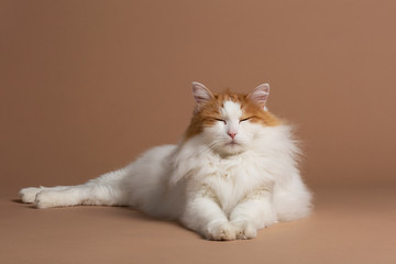 Turkish van cat white and brown sitting on a scratching post
