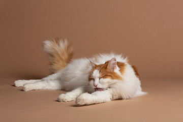 Turkish van cat isolated on a brown background cleaning and licking himself. White fluffy angora...
