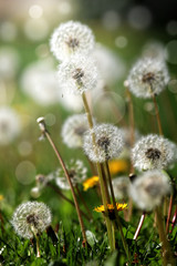  Green field with white and yellow dandelions outdoors in nature in summe