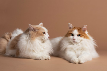 Two white and brown colored Turkish van cats laying in front of a brown beige background, one looking into the camera and the other looking to the right horizontal studio.  © Lea
