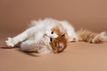A cute beautiful white and brown colored turkish van cat with green eyes laying in front of a brown...