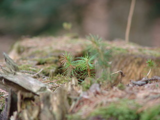 Small trees in a forest
