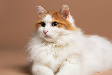 A portrait of a cute beautiful fluffy white and brown colored Turkish van cat with green eyes laying in front of a brown beige background horizontal studio. Furry white fur long hair with brown detail