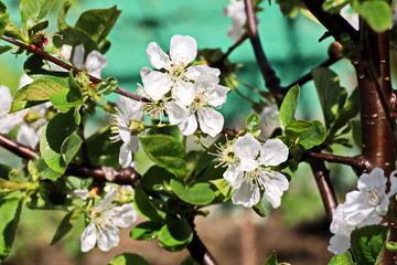 Fototapete bei efototapeten.de bestellen   