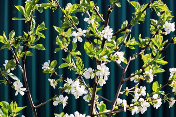 Fototapete bei efototapeten.de bestellen   