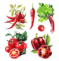 Red hot chilli peppers set. Hand drawing watercolor. Can be used for postcards, stickers, encyclopedias, menus, ingredients of dishes.