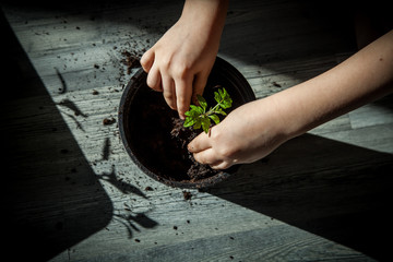 children planting tomato seedling	
