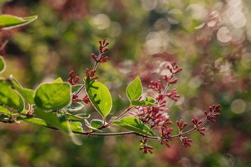 Kleinblättriger Flieder (Superba) - Blätter und Blütenknospen im Morgenlicht - 339460895