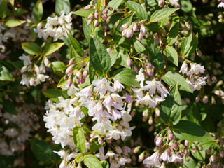 Deutzia gracilis ou deutzie grêle rose, petit arbuste ornemental à profusion de grappes de fleurs printanière blanc pur, dessus des pétales et boutons floraux roses dans un feuillage vert 