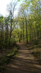 Waldweg im Frühjahr mit frischem Grün - die Bäume schlagen aus