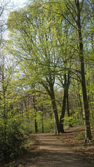 Waldweg im Frühjahr mit frischem Grün - die Bäume schlagen aus