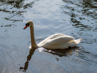 landscape with white swan on the lake