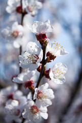 Spring flowering cherry. White flower on a branch. Macro