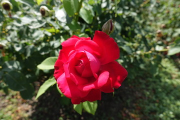 Crimson red flower of rose in the garden in June