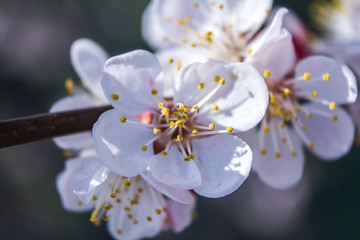 Spring flowering cherry. White flower on a branch. Macro