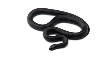 Fototapeta premium Colorful King snake isolated on white background