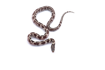 Colorful King snake isolated on white background