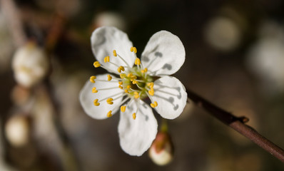 Fototapeta na wymiar Spring flowering cherry. White flower on a branch. Macro