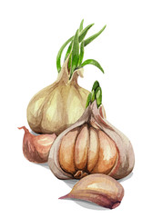 Garlic set. Hand drawing watercolor on white background. Can be used for decoration of cards, stickers, encyclopedias, menus, as well for seed packaging.