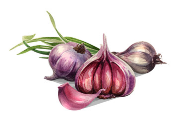 Garlic set. Hand drawing watercolor on white background. Can be used for decoration of cards, stickers, encyclopedias, menus, as well for seed packaging.