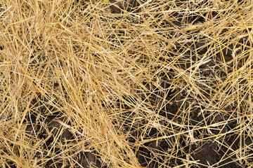 Photo of dried straw lying on the field