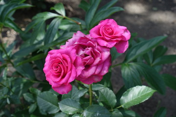 3 bright magenta colored flowers of roses in June