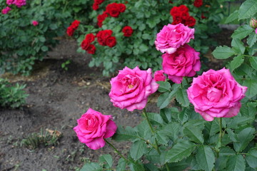5 magenta colored flowers of rose in the garden in June