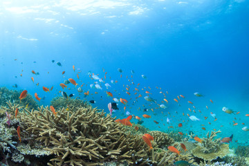 Plakat サンゴの海　石垣島２