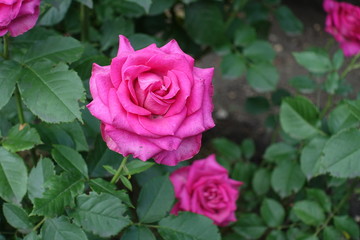 Bright magenta colored flowers of rose in June