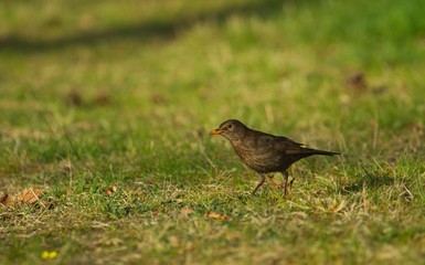 Eine weibliche Amsel sitzt im Frühling am Abend bei Sonnenschein auf einer grünen Wiese, turdus merula