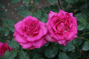 Pair of magenta colored flowers of roses in June