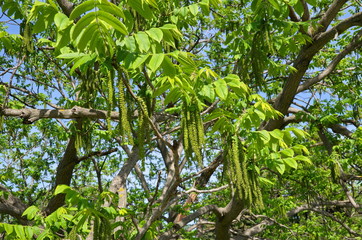 Manchurian walnut (Latin: Juglans mandshurica) in the spring Park