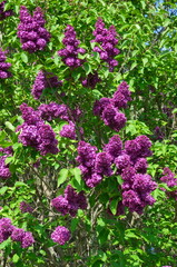 pink flowers in a garden